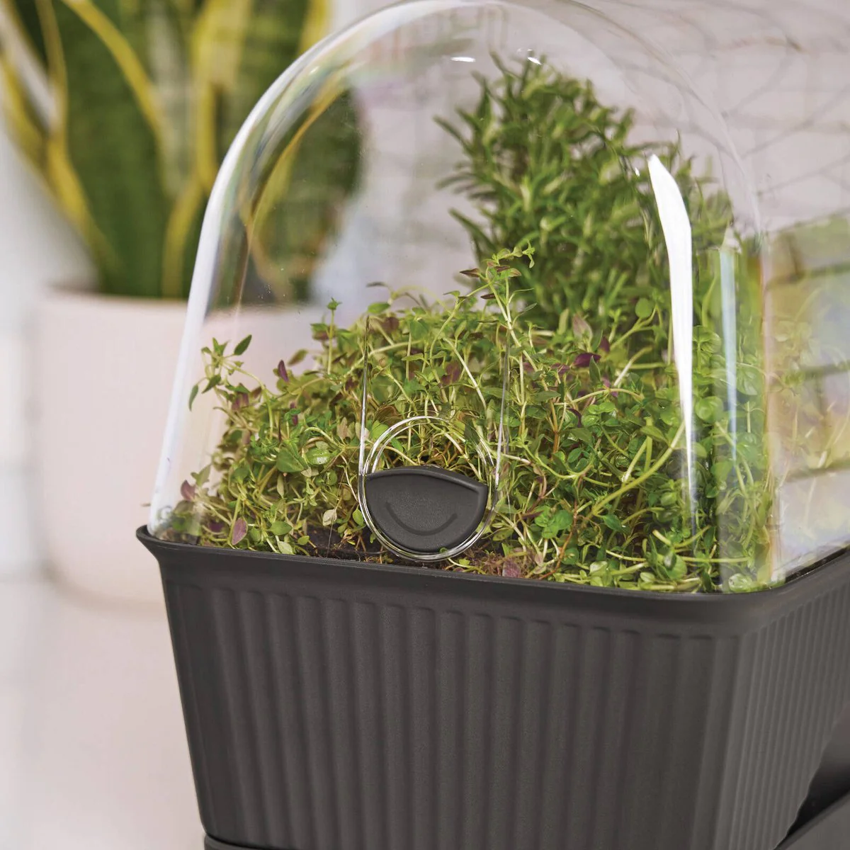 Backyard Farmer Grey Lula Mini Greenhouse - 392mm x 347mm x 239mm - Indoor/Outdoor Use - Image 5