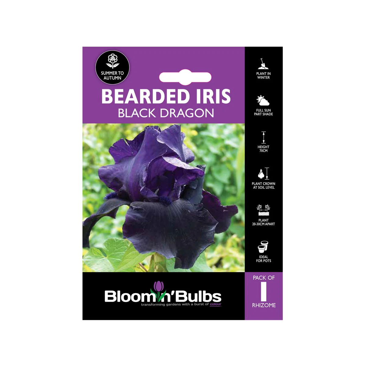 Bloomin Bulbs Bearded Iris - 1 Pack - Perennial - Dark Purple-Black