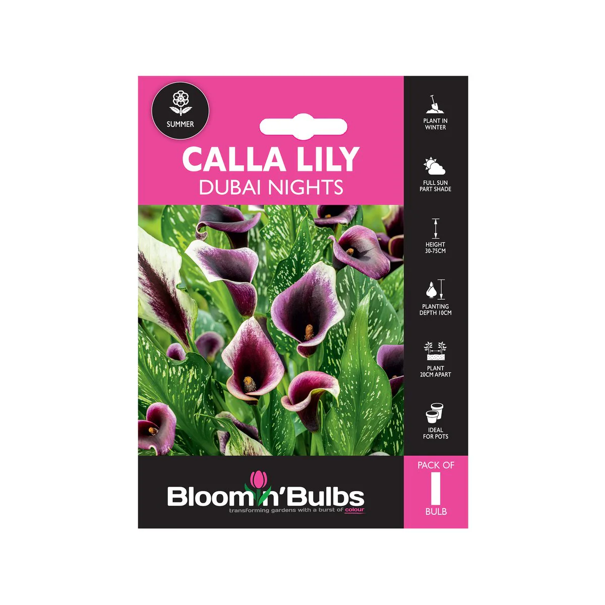 Bloomin Bulbs Calla Lily Dubai Nights 1 Pack - 193mm x 130mm x 60mm - Dark Purple