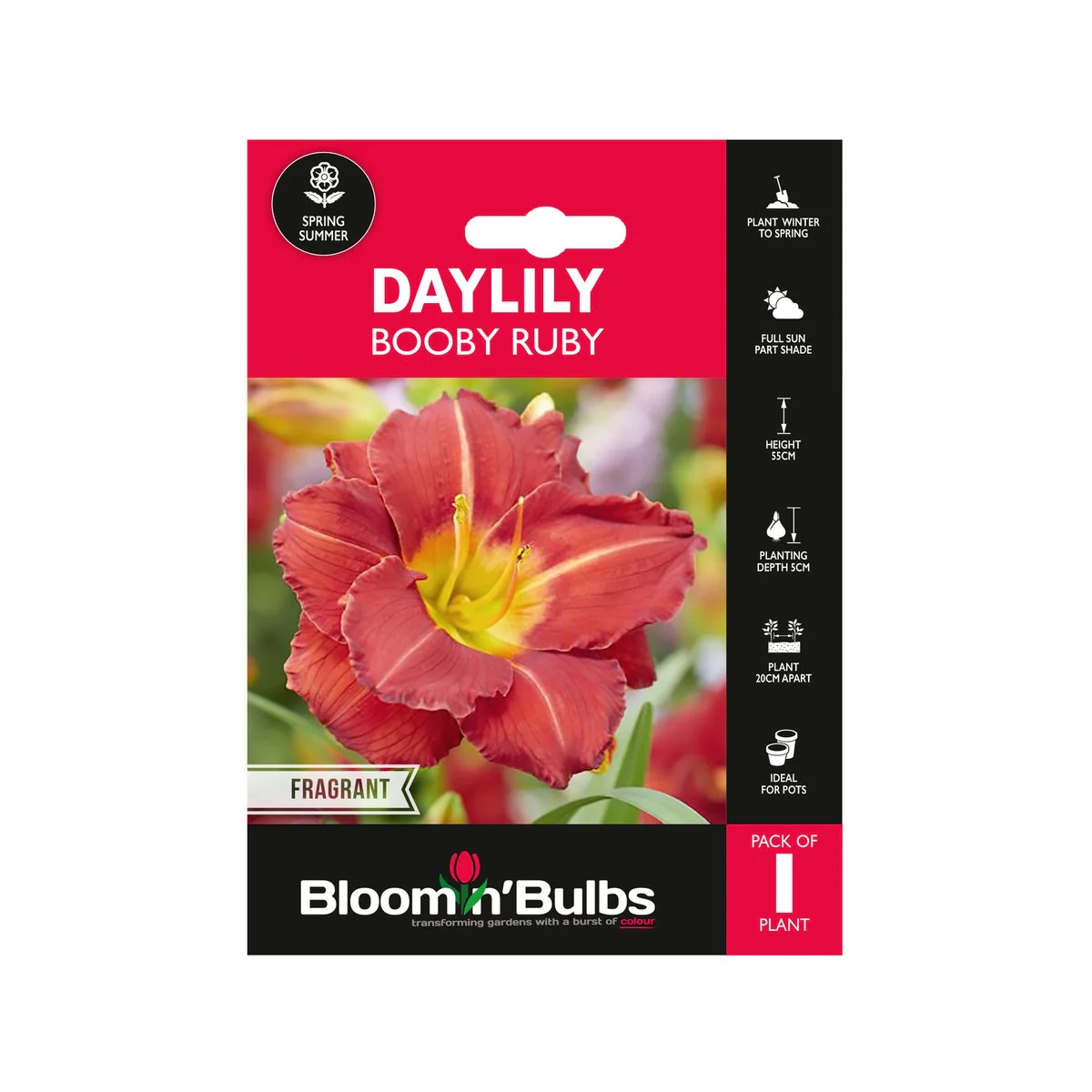 Bloomin Bulbs Daylily Booby Ruby 1 Pack - 193mm x 130mm x 60mm - Burgundy Red Blooms - Easy to Grow