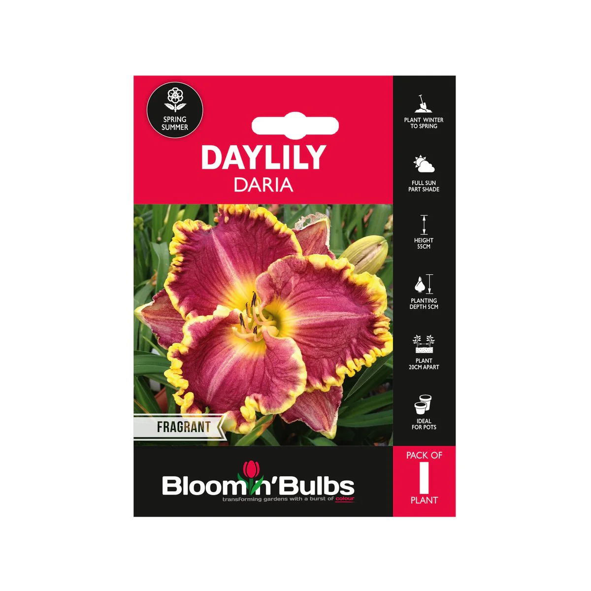 Bloomin Bulbs Daylily Daria 1 Pack - 193mm x 130mm x 60mm - Violet Magenta
