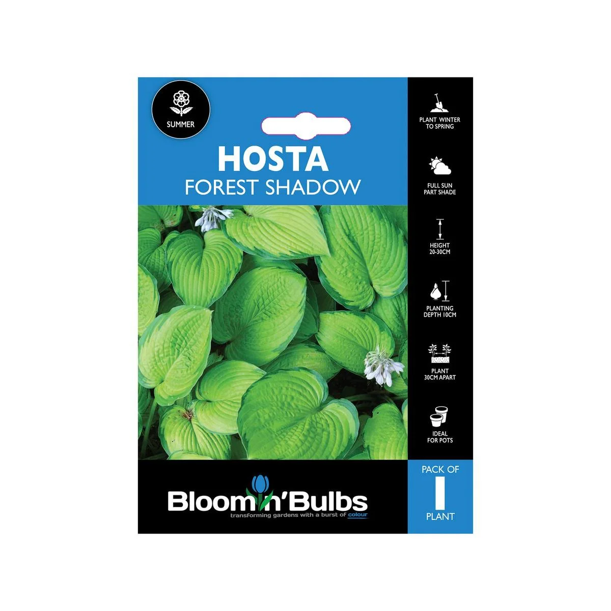 Bloomin Bulbs Hosta Forest Shadows - 1 Pack - 193mm x 130mm x 60mm - Yellow-Green Leaves - Ideal for Shaded Areas