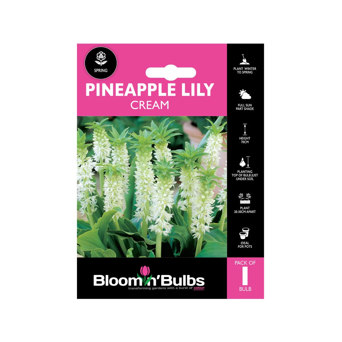 Bloomin Bulbs Pineapple Lily Cream 1 Pack - 193mm x 130mm x 60mm - Hardy Summer Flowering Bulb