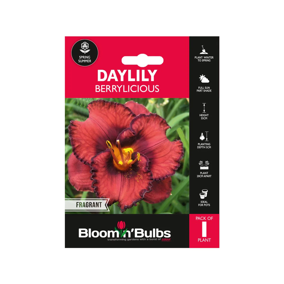 Bloomin Bulbs Summer Daylily 1 Pack - Hemerocallis x hybrid - 193mm x 130mm - Drought Resistant - Low Maintenance