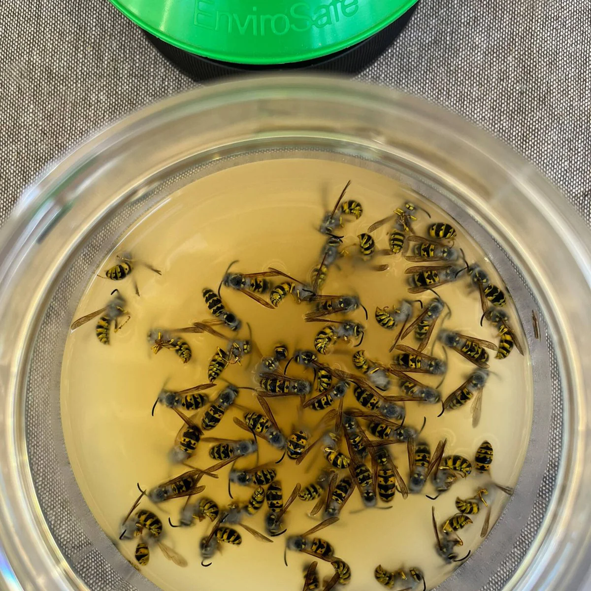 Envirosafe European Wasp Bait Refill 2 Pack - 100mm x 200mm - Non-Toxic - Image 4