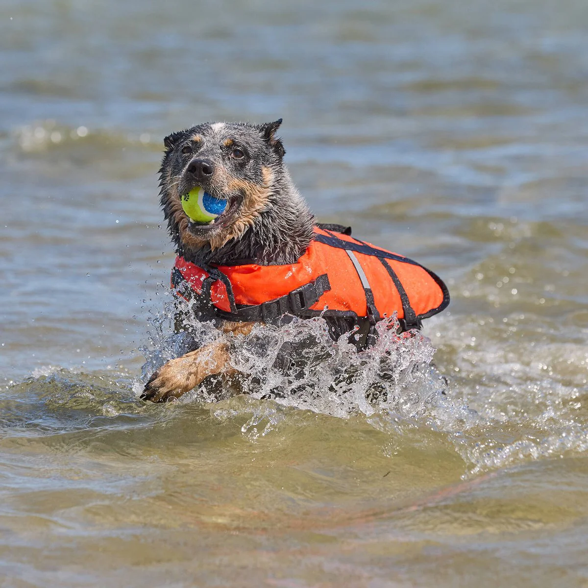 Happy Tails Large Floating Pet Vest - 400mm x 450mm - Safe Water Training - Image 5