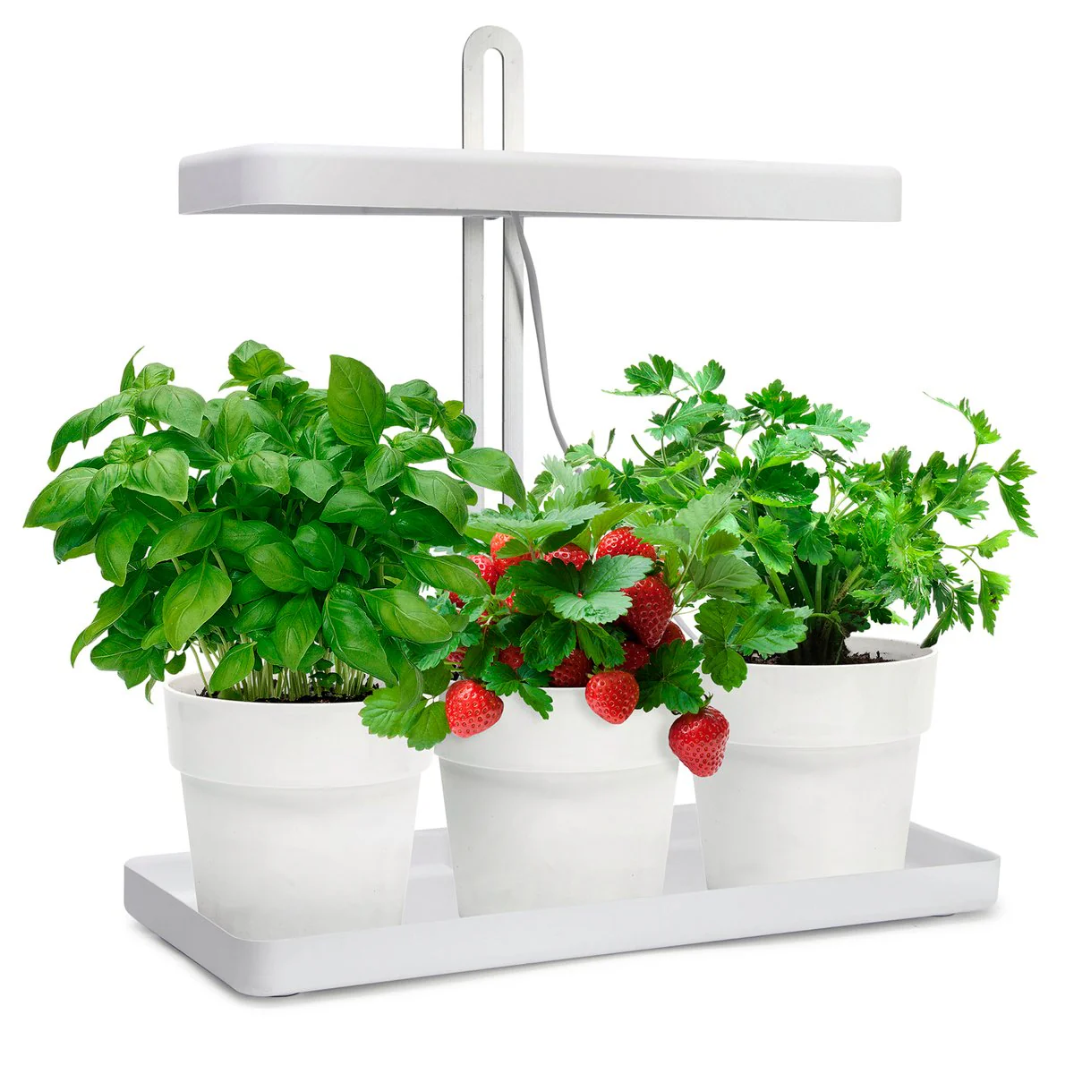 Home Grown Indoor Garden - Adjustable 44cm - Stainless Steel - Smart Timer - Image 2