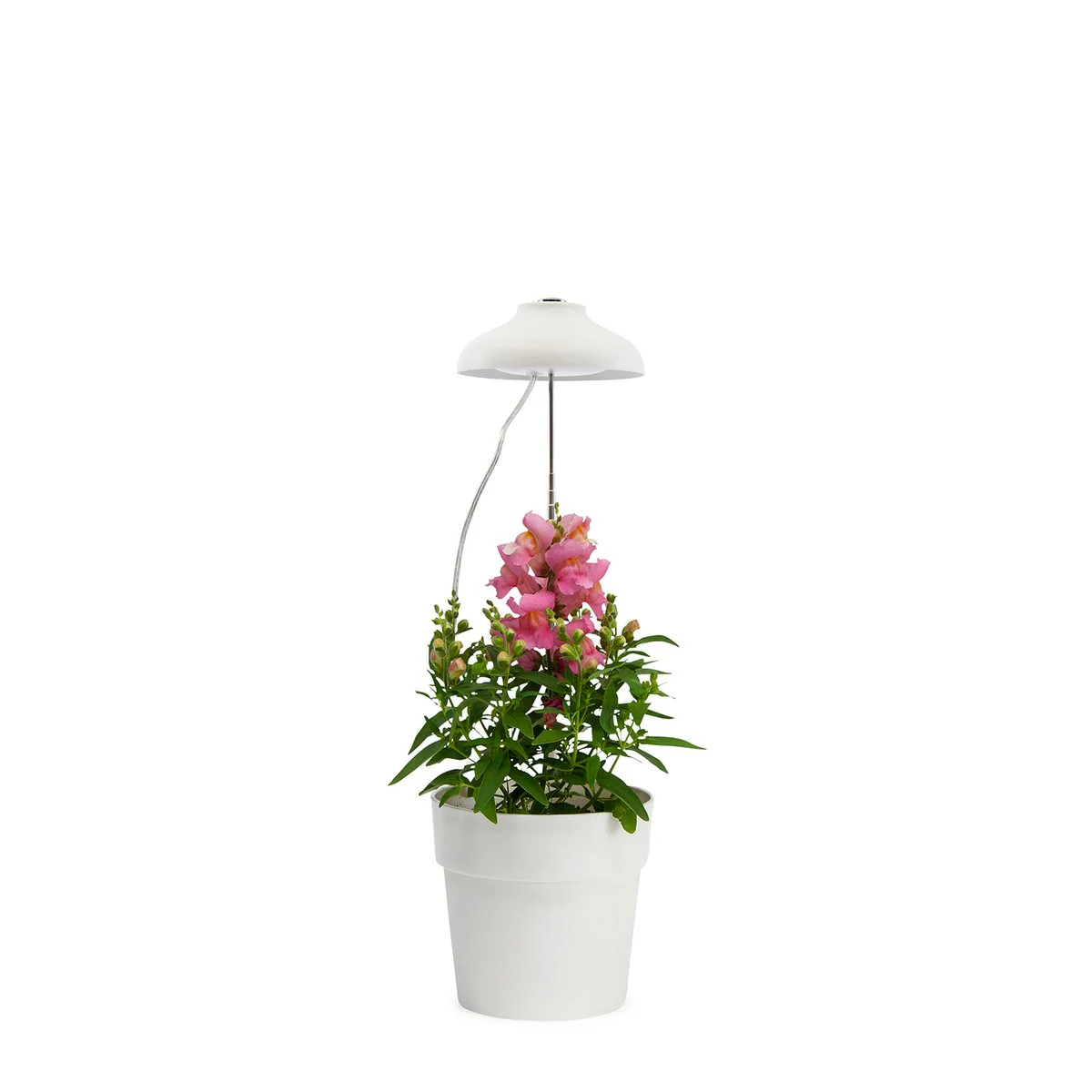 Home Grown Indoor Grow Light - Adjustable 70cm - Metal - Full Spectrum - Image 2