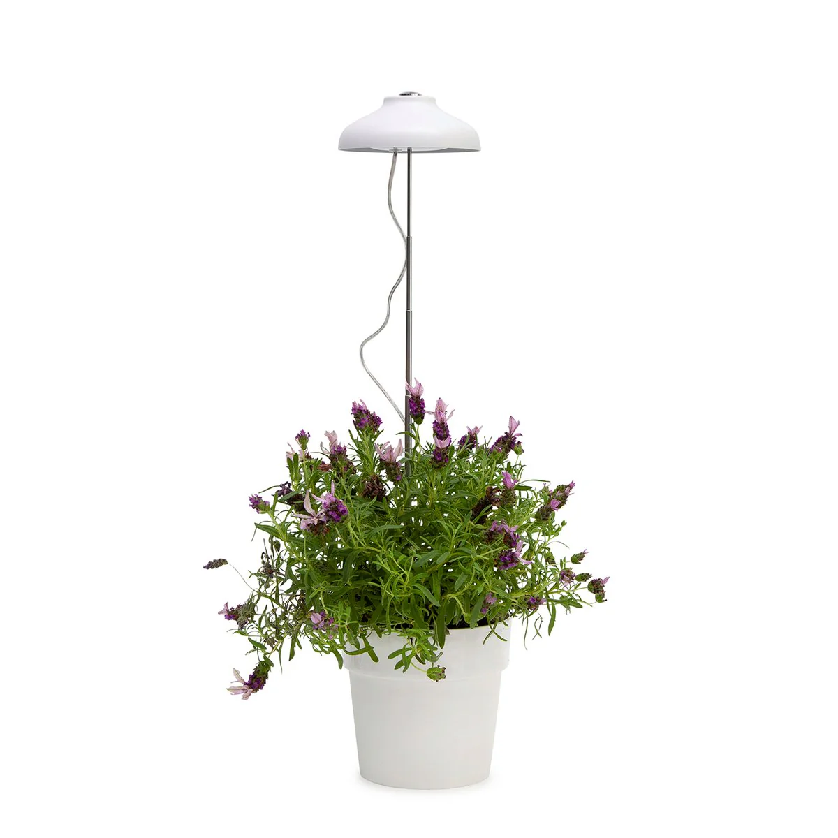 Home Grown Indoor Grow Light - Adjustable 70cm - Metal - Full Spectrum - Image 3
