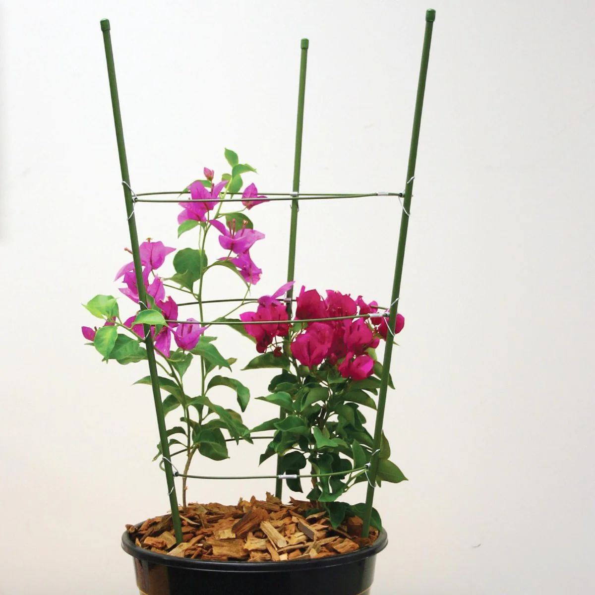 Jack Flower Trellis - 60cm - Steel - Powdercoated Green - Image 2