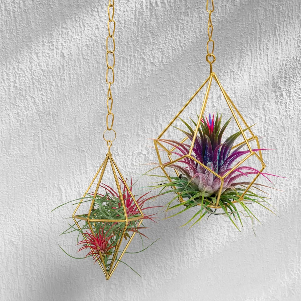 Jack Gold Geo Hanging Planter - 10.5 x 13.5cm - Air Plant Holder - Image 2
