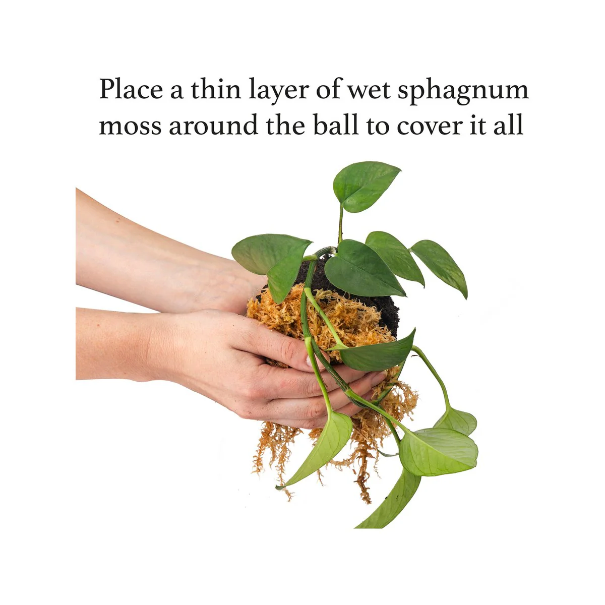 Kokedama Kit - 150mm - Ceramic - Unique Plant Display - Image 5