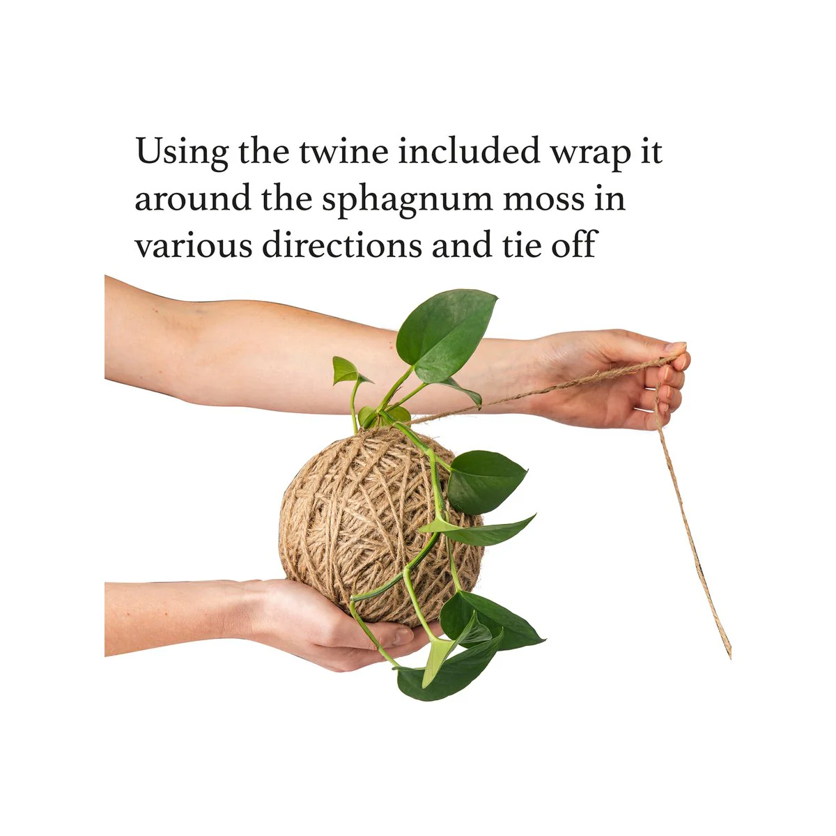 Kokedama Kit - 150mm - Ceramic - Unique Plant Display - Image 6