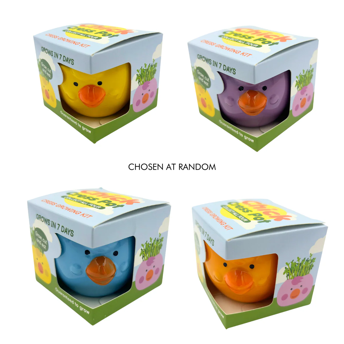 Mr Fothergill Cress Chick Grow Kit - Assorted Colours - 1 Ceramic Pot - 6 x 6 x 4.5 cm