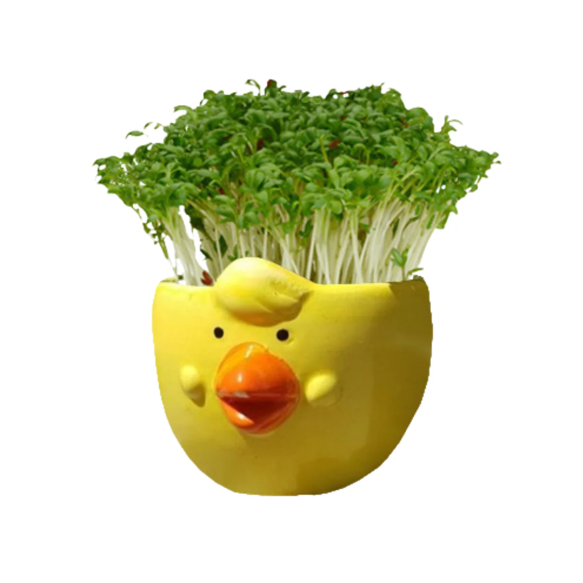 Mr Fothergill Cress Chick Grow Kit - Assorted Colours - 1 Ceramic Pot - 6 x 6 x 4.5 cm - Image 2
