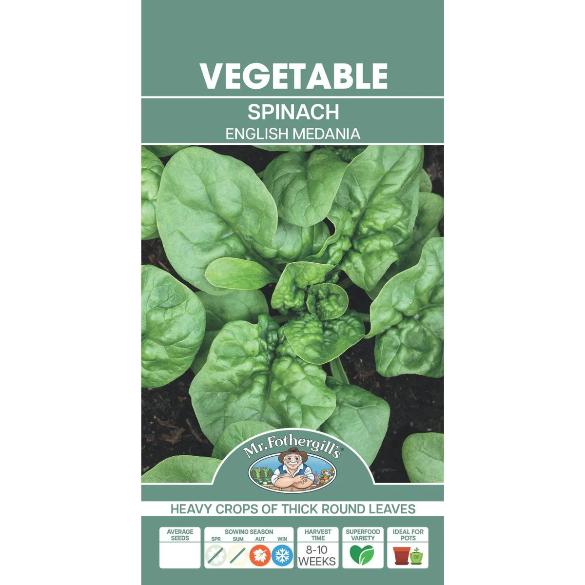 Mr Fothergill Spinach Seeds - Approx. 250 Seeds - Good Mildew Resistance