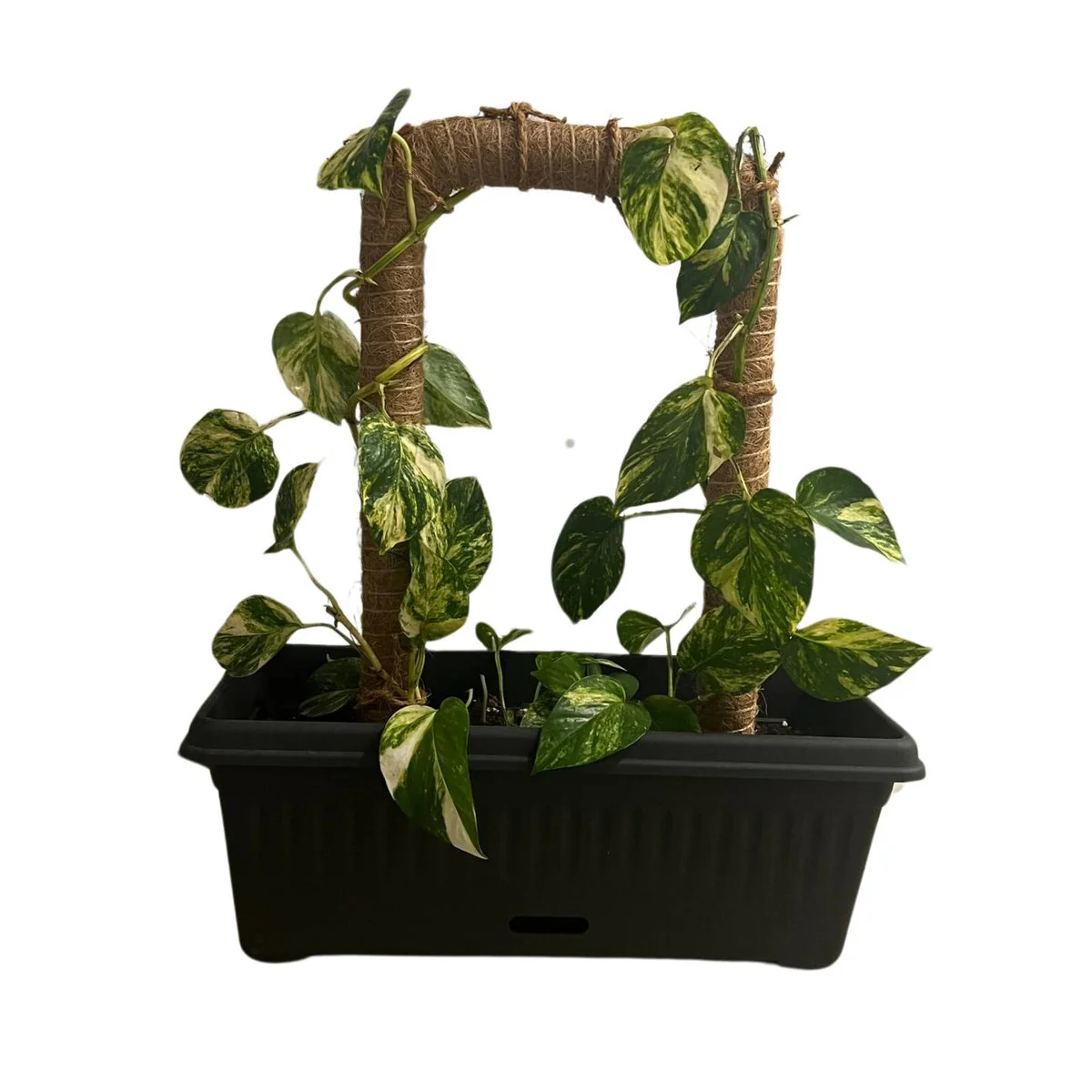 Pillar Natural U Shape Coco Trellis Stake 25 x 50cm - Vertical Plant Support - Image 2