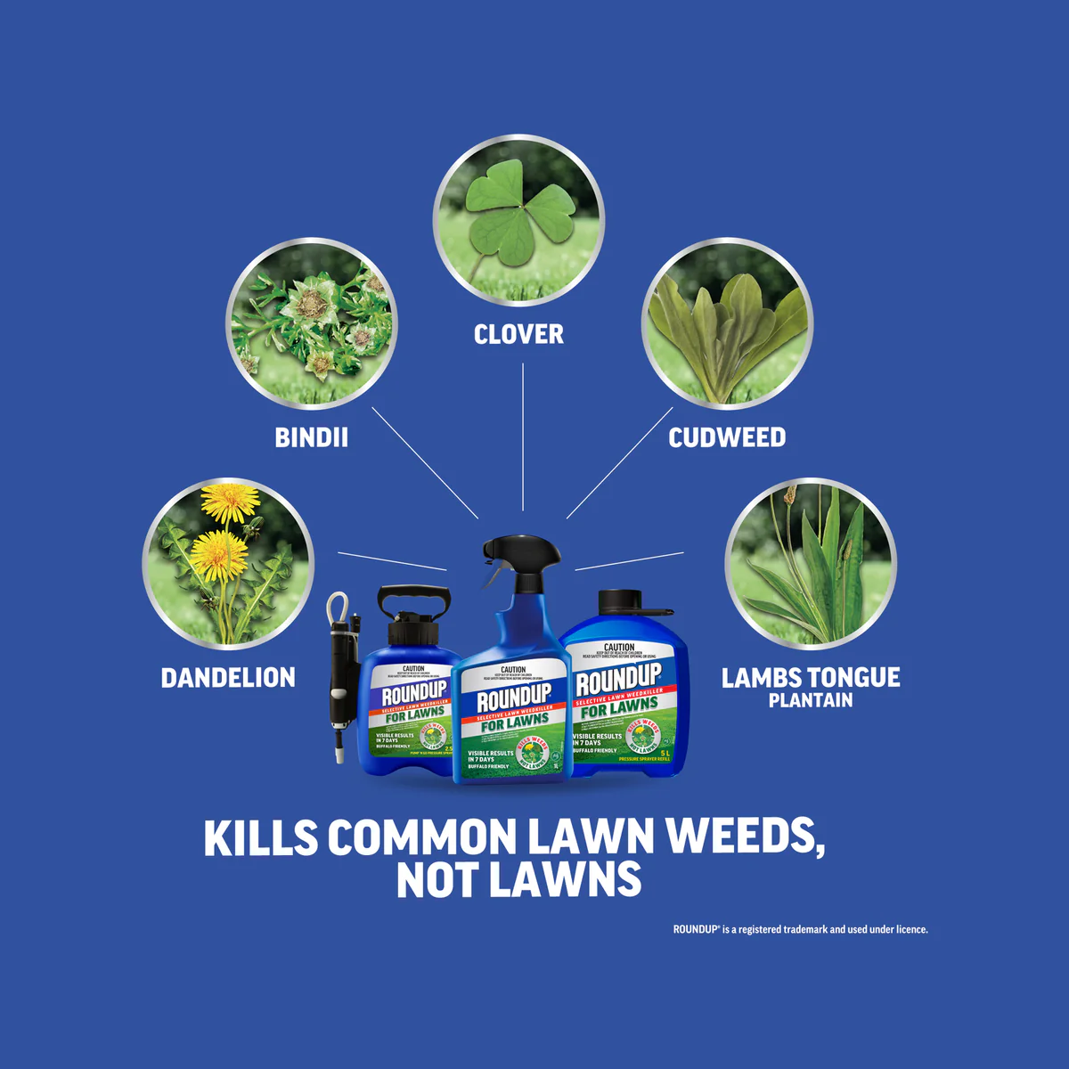 Roundup for Lawns 1L Ready to Go - Selective Weedkiller - 1L - Spot Spray - Image 4