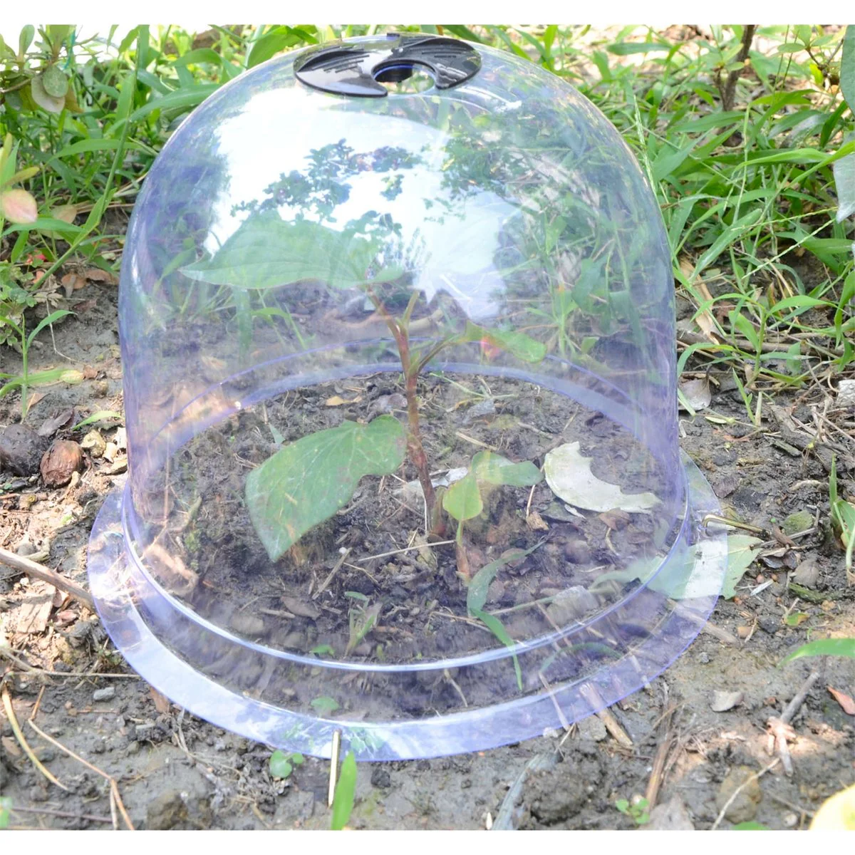 Saxon Small Dome Plant Protector - 260mm - PVC - Pest Protection - Image 3