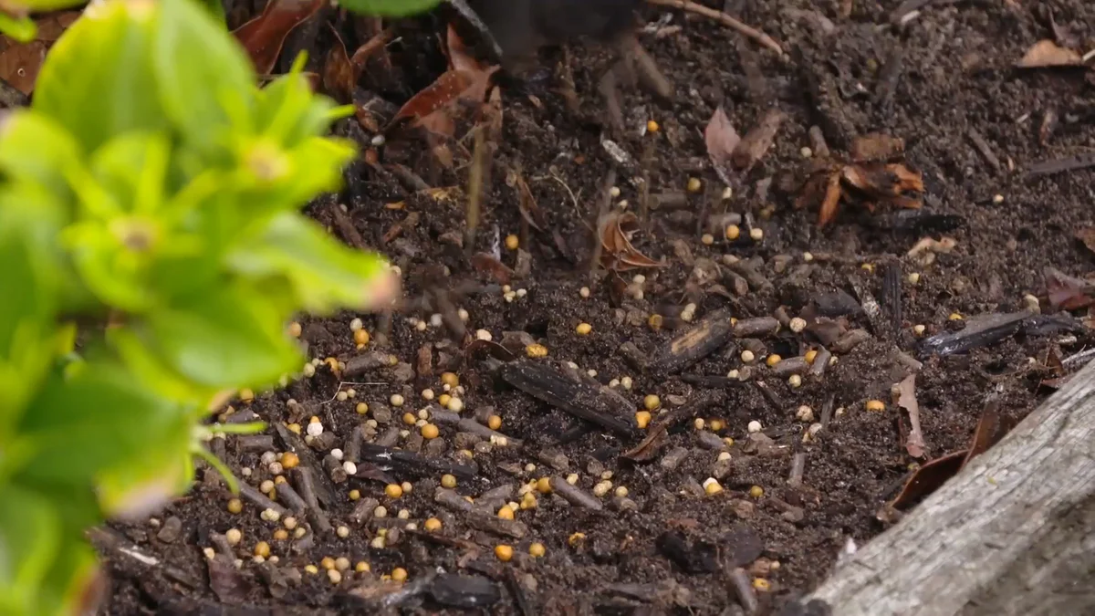 Scotts Osmocote Plus Organics - 1.5kg - Controlled Release Fertiliser - Acid-Loving Plants - Image 2